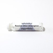 Russian Olive (Elaeagnus angustifolia)